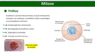 Mitose
Prófase
A prófase é a primeira fase da mitose, na qual cromossomos
começam a se condensar, o envoltório nuclear se desintegra
e os microtúbulos se formam.
Célula de cebola
em prófase
Produção das fibras do fuso
Condensação dos cromossomos
Desintegração do envoltório nuclear
Duplicação os centríolos
 