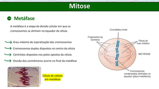 Mitose
Metáfase
A metáfase é a etapa da divisão celular em que os
cromossomos se alinham no equador da célula.
Célula de cebola
em metáfese
Divisão dos centrômeros ocorre no final da metáfase
Grau máximo de espiralização dos cromossomos
Cromossomos duplos dispostos no centro da célula
Centríolos dispostos nos polos opostos da célula
 