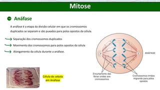 Mitose
Anáfase
A anáfase é a etapa da divisão celular em que os cromossomos
duplicados se separam e são puxados para polos opostos da célula.
Célula de cebola
em Anáfase
Separação dos cromossomos duplicados
Movimento dos cromossomos para polos opostos da célula
Alongamento da célula durante a anáfase.
 