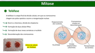 Mitose
Telófase
A telófase é a etapa final da divisão celular, em que os cromossomos
chegam aos polos opostos e ocorre a reorganização nuclear.
Célula de cebola
em Telófase
Ocorre a citocinese, divisão do citoplasma
Formação de duas células filhas
Formação de duas novas cariotecas e nucléolo
Descondensação dos cromossomos
 