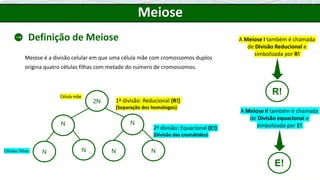 2N
Célula mãe
Células filhas N N
N
N N
N
1ª divisão: Reducional (R!)
(Separação dos homólogos)
2ª divisão: Equacional (E!)
(Divisão das cromátides)
Meiose
Definição de Meiose A Meiose I também é chamada
de Divisão Reducional e
simbolizada por R!
R!
A Meiose II também é chamada
de Divisão equacional e
simbolizada por E!
E!
Meiose é a divisão celular em que uma célula mãe com cromossomos duplos
origina quatro células filhas com metade do número de cromossomos.
 