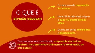 O QUE É
DIVISÃO CELULAR
É o processo de reprodução
das células.
Uma célula mãe dará origem
a duas ou quatro células
filhas.
Esse processo tem como função a reparação dos tecidos
celulares, no crescimento e até mesmo na continuação de
uma espécie.
Ocorre em seres unicelulares
e pluricelulares.
 