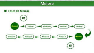 Meiose
Fases da Meiose
Prófase I
Meiose I Metáfase I Anáfase I Telófase I
Meiose 2
Prófase II
Metáse II
Anáfase II
Telófase II
R!
E!
 