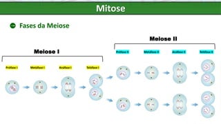 Mitose
Fases da Meiose
Meiose I
Meiose II
Prófase I Metáfase I Anáfase I Telófase I
Prófase II Metáfase II Anáfase II Telófase II
 
