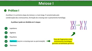 Meiose I
Prófase I
A prófase I é a primeira etapa da meiose e a mais longa. É caracterizada pela
condensação dos cromossomos, formação do crossing-over e pareamento homólogo.
A prófase I pode ser dividida em 5 etapas
1
2
3
4
5
Leptóteno
Zigóteno
Paquíteno
Diplóteno (ocorre o crossing-over ou permutação)
Diacinese
Troca de fragmentos entre
cromossomos homólogos
gerando variabilidade genética
 