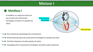 Meiose I
Metáfase I
A metáfase I é a etapa da meiose em
que os pares de cromossomos
homólogos se alinham no equador da
célula.
Cromossomos
Homólogos
Fibras do fuso
Conjugação entre cromossomos homólogos, formando a placa equatorial.
Grau máximo de espiralização dos cromossomos
Alinhamento dos pares de cromossomos homólogos no equador da célula.
Centríolos dispostos nos polos opostos da célula
 