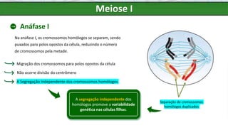 Meiose I
Anáfase I
Na anáfase I, os cromossomos homólogos se separam, sendo
puxados para polos opostos da célula, reduzindo o número
de cromossomos pela metade.
A Segregação Independente dos cromossomos homólogos
Migração dos cromossomos para polos opostos da célula
Não ocorre divisão do centrômero
Separação de cromossomos
homólogos duplicados
A segregação independente dos
homólogos promove a variabilidade
genética nas células filhas.
 