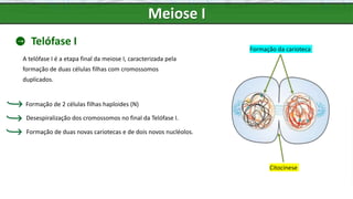 Meiose I
Telófase I
A telófase I é a etapa final da meiose I, caracterizada pela
formação de duas células filhas com cromossomos
duplicados.
Formação de duas novas cariotecas e de dois novos nucléolos.
Formação de 2 células filhas haploides (N)
Desespiralização dos cromossomos no final da Telófase I.
Citocinese
Formação da carioteca
 