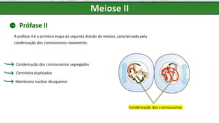 Meiose II
Prófase II
A prófase II é a primeira etapa da segunda divisão da meiose, caracterizada pela
condensação dos cromossomos novamente.
Membrana nuclear desaparece
Condensação dos cromossomos segregados
Centríolos duplicados
Condensação dos cromossomos
 