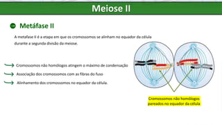 Meiose II
Metáfase II
A metafase II é a etapa em que os cromossomos se alinham no equador da célula
durante a segunda divisão da meiose.
Alinhamento dos cromossomos no equador da célula.
Cromossomos não homólogos atingem o máximo de condensação
Associação dos cromossomos com as fibras do fuso
Cromossomos não homólogos
pareados no equador da célula
 