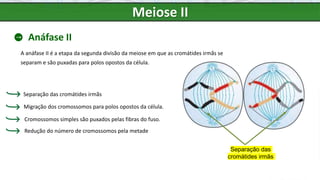 Meiose II
Anáfase II
A anáfase II é a etapa da segunda divisão da meiose em que as cromátides irmãs se
separam e são puxadas para polos opostos da célula.
Cromossomos simples são puxados pelas fibras do fuso.
Separação das cromátides irmãs
Migração dos cromossomos para polos opostos da célula.
Separação das
cromátides irmãs
Redução do número de cromossomos pela metade
 