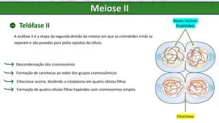 Meiose II
Telófase II
A anáfase II é a etapa da segunda divisão da meiose em que as cromátides irmãs se
separam e são puxadas para polos opostos da célula.
Citocinese ocorre, dividindo o citoplasma em quatro células filhas
Descondensação dos cromossomos
Formação de cariotecas ao redor dos grupos cromossômicos
Citocinese
Formação de quatro células filhas haploides com cromossomos simples
Novos núcleos
(haplóides)
 