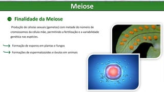 Meiose
Finalidade da Meiose
Produção de células sexuais (gametas) com metade do número de
cromossomos da célula mãe, permitindo a fertilização e a variabilidade
genética nas espécies.
Formações de espermatozoides e óvulos em animais
Formação de esporos em plantas e fungos
 