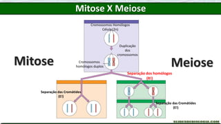 Cromossomos Homólogos
Célula (2n)
Duplicação
dos
cromossomos
Cromossomos
homólogos duplos
Separação dos homólogos
(R!)
Separação das Cromátides
(E!)
Separação das Cromátides
(E!)
Mitose X Meiose
Mitose Meiose
 