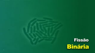 Binária
Fissão
 