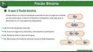 Fissão Binária
O que é fissão binária
A fissão binária é um tipo de reprodução assexuada em que um organismo se divide
em duas partes iguais. É comum em bactérias e protozoários, onde cada parte se
desenvolve em um novo organismo independente.
Não envolve a formação de estruturas sexuais ou fusão de gametas.
Forma de reprodução assexuada.
Ocorre em organismos unicelulares, como bactérias e protozoários.
Divisão da célula em duas partes iguais.
 