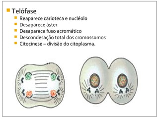 Divisao celular | PPT