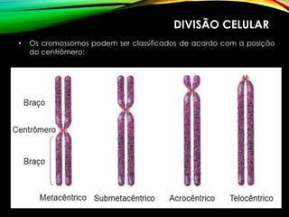 DIVISÃO CELULAR
• Os cromossomos podem ser classificados de acordo com a posição
do centrômero:
 
