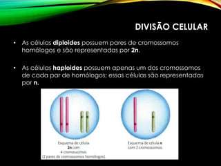 DIVISÃO CELULAR
• As células diploides possuem pares de cromossomos
homólogos e são representadas por 2n.
• As células haploides possuem apenas um dos cromossomos
de cada par de homólogos; essas células são representadas
por n.
 