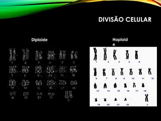 DIVISÃO CELULAR
Diploide Haploid
e
 