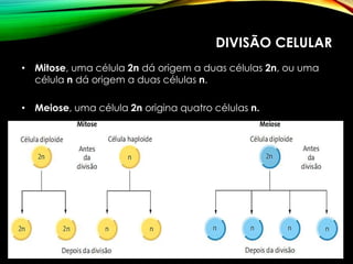 DIVISÃO CELULAR
• Mitose, uma célula 2n dá origem a duas células 2n, ou uma
célula n dá origem a duas células n.
• Meiose, uma célula 2n origina quatro células n.
 