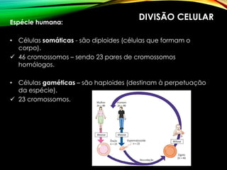 DIVISÃO CELULAR
Espécie humana:
• Células somáticas - são diploides (células que formam o
corpo).
 46 cromossomos – sendo 23 pares de cromossomos
homólogos.
• Células gaméticas – são haploides (destinam à perpetuação
da espécie).
 23 cromossomos.
 