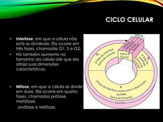 CICLO CELULAR
• Interfase, em que a célula não
está se dividindo. Ela ocorre em
três fases, chamadas G1, S e G2;
• Há também aumento no
tamanho da célula até que ela
atinja suas dimensões
características.
• Mitose, em que a célula se divide
em duas. Ela ocorre em quatro
fases, chamadas prófase,
metáfase,
anáfase e telófase.
 