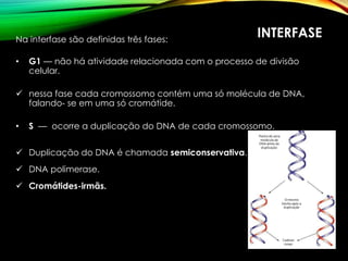 INTERFASENa interfase são definidas três fases:
• G1 — não há atividade relacionada com o processo de divisão
celular.
 nessa fase cada cromossomo contém uma só molécula de DNA,
falando- se em uma só cromátide.
• S — ocorre a duplicação do DNA de cada cromossomo.
 Duplicação do DNA é chamada semiconservativa.
 DNA polimerase.
 Cromátides-irmãs.
 