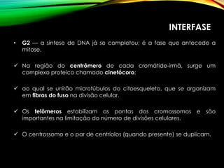 INTERFASE
• G2 — a síntese de DNA já se completou; é a fase que antecede a
mitose.
 Na região do centrômero de cada cromátide-irmã, surge um
complexo proteico chamado cinetócoro;
 ao qual se unirão microtúbulos do citoesqueleto, que se organizam
em fibras do fuso na divisão celular.
 Os telômeros estabilizam as pontas dos cromossomos e são
importantes na limitação do número de divisões celulares.
 O centrossomo e o par de centríolos (quando presente) se duplicam.
 
