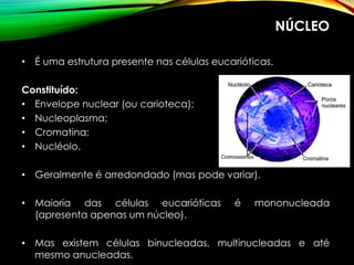 NÚCLEO
• É uma estrutura presente nas células eucarióticas.
Constituído:
• Envelope nuclear (ou carioteca);
• Nucleoplasma;
• Cromatina;
• Nucléolo.
• Geralmente é arredondado (mas pode variar).
• Maioria das células eucarióticas é mononucleada
(apresenta apenas um núcleo).
• Mas existem células binucleadas, multinucleadas e até
mesmo anucleadas.
 