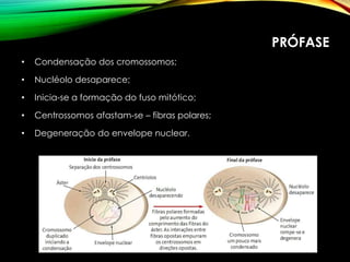 PRÓFASE
• Condensação dos cromossomos;
• Nucléolo desaparece;
• Inicia-se a formação do fuso mitótico;
• Centrossomos afastam-se – fibras polares;
• Degeneração do envelope nuclear.
 