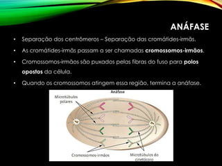 ANÁFASE
• Separação dos centrômeros – Separação das cromátides-irmãs.
• As cromátides-irmãs passam a ser chamadas cromossomos-irmãos.
• Cromossomos-irmãos são puxados pelas fibras do fuso para polos
opostos da célula.
• Quando os cromossomos atingem essa região, termina a anáfase.
 