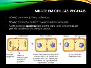 MITOSE EM CÉLULAS VEGETAIS
• Não há centríolos (mitose acêntrica);
• Não há formação de fibras do áster (mitose anastral);
• A citocinese é centrífuga (de dentro para fora), em função da
grande resistência da parede celular.
 
