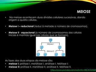 MEIOSE
• Na meiose acontecem duas divisões celulares sucessivas, dando
origem a quatro células.
• Meiose I – reducional (reduz à metade o número de cromossomos).
• Meiose II - equacional (o número de cromossomos das células
iniciais é mantido igual nas células que se formam).
As fases das duas etapas da meiose são:
• meiose I: prófase I, metáfase I, anáfase I, telófase I;
• meiose II: prófase II, metáfase II, anáfase II, telófase II.
https://www.youtube.com/watch?v=FBCW70X0ER
 