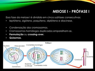 MEIOSE I - PRÓFASE I
Essa fase da meiose I é dividida em cinco subfases consecutivas:
• leptóteno, zigóteno, paquíteno, diplóteno e diacinese.
• Condensação dos cromossomos.
• Cromossomos homólogos duplicados emparelham-se.
• Permutação ou crossing-over.
• Quiasmas.
 