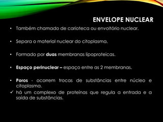ENVELOPE NUCLEAR
• Também chamado de carioteca ou envoltório nuclear.
• Separa o material nuclear do citoplasma.
• Formado por duas membranas lipoproteicas.
• Espaço perinuclear – espaço entre as 2 membranas.
• Poros - ocorrem trocas de substâncias entre núcleo e
citoplasma.
 há um complexo de proteínas que regula a entrada e a
saída de substâncias.
 