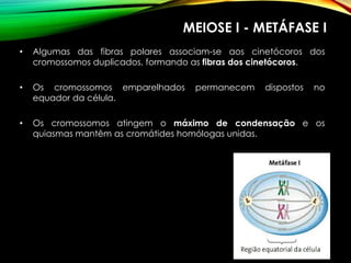 MEIOSE I - METÁFASE I
• Algumas das fibras polares associam-se aos cinetócoros dos
cromossomos duplicados, formando as fibras dos cinetócoros.
• Os cromossomos emparelhados permanecem dispostos no
equador da célula.
• Os cromossomos atingem o máximo de condensação e os
quiasmas mantêm as cromátides homólogas unidas.
 