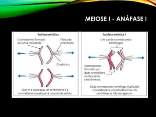 MEIOSE I - ANÁFASE I
 