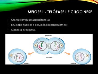 MEIOSE I - TELÓFASE I E CITOCINESE
• Cromossomos desespiralizam-se;
• Envelope nuclear e o nucléolo reorganizam-se;
• Ocorre a citocinese.
 