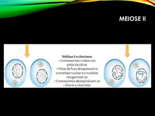 MEIOSE II
 