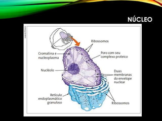 NÚCLEO
 
