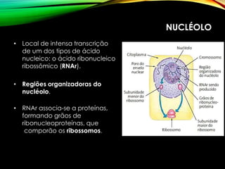 NUCLÉOLO
• Local de intensa transcrição
de um dos tipos de ácido
nucleico: o ácido ribonucleico
ribossômico (RNAr).
• Regiões organizadoras do
nucléolo.
• RNAr associa-se a proteínas,
formando grãos de
ribonucleoproteínas, que
comporão os ribossomos.
 