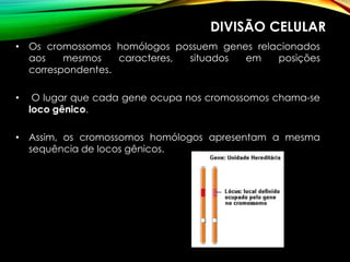 DIVISÃO CELULAR
• Os cromossomos homólogos possuem genes relacionados
aos mesmos caracteres, situados em posições
correspondentes.
• O lugar que cada gene ocupa nos cromossomos chama-se
loco gênico.
• Assim, os cromossomos homólogos apresentam a mesma
sequência de locos gênicos.
 
