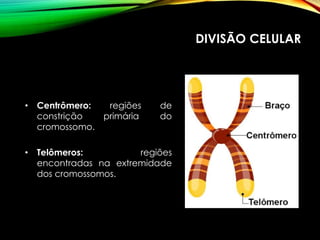 DIVISÃO CELULAR
• Centrômero: regiões de
constrição primária do
cromossomo.
• Telômeros: regiões
encontradas na extremidade
dos cromossomos.
 