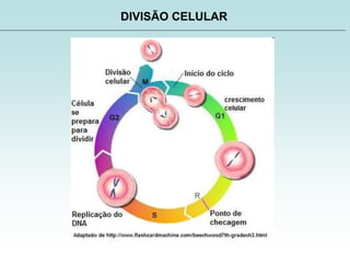 DIVISÃO CELULAR
 