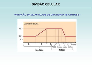 DIVISÃO CELULAR
VARIAÇÃO DA QUANTIDADE DE DNA DURANTE A MITOSE
Intérfase
 