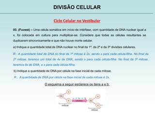 DIVISÃO CELULAR
Ciclo Celular no Vestibular
03. (Fuvest) – Uma célula somática em início de intérfase, com quantidade de DNA nuclear igual a
x, foi colocada em cultura para multiplicar-se. Considere que todas as células resultantes se
duplicaram sincronicamente e que não houve morte celular.
a) Indique a quantidade total de DNA nuclear no final da 1ª, da 2ª e da 3ª divisões celulares.
R.: A quantidade total de DNA no final da 1ª mitose é 2x, sendo x para cada célula-filha. No final da
2ª mitose, teremos um total de 4x de DNA, sendo x para cada célula-filha. No final da 3ª mitose,
teremos 8x de DNA, e x para cada célula-filha.
b) Indique a quantidade de DNA por célula na fase inicial de cada mitose.
R.: A quantidade de DNA por célula na fase inicial de cada mitose é 2x.
O esquema a seguir esclarece os itens a e b:
 
