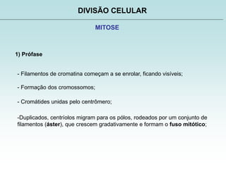 DIVISÃO CELULAR
MITOSE
1) Prófase
- Filamentos de cromatina começam a se enrolar, ficando visíveis;
- Formação dos cromossomos;
- Cromátides unidas pelo centrômero;
-Duplicados, centríolos migram para os pólos, rodeados por um conjunto de
filamentos (áster), que crescem gradativamente e formam o fuso mitótico;
 