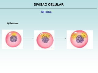 DIVISÃO CELULAR
MITOSE
1) Prófase
 