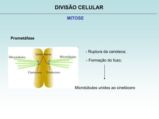 DIVISÃO CELULAR
MITOSE
Prometáfase
- Ruptura da carioteca;
- Formação do fuso;
Microtúbulos unidos ao cinetócoro
 